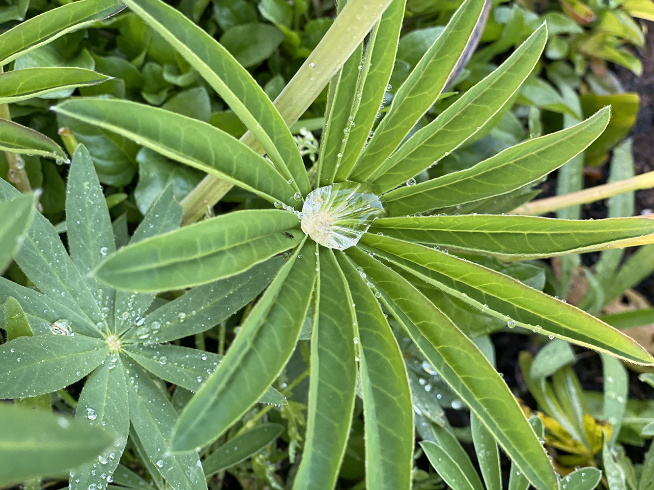 Why I first fell for lupines