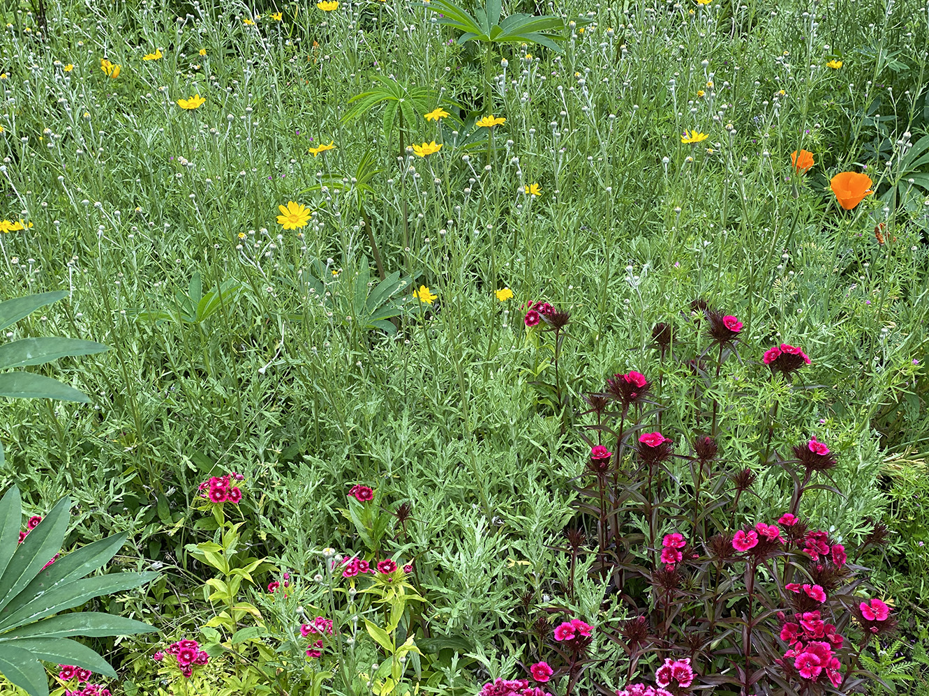 dianthus, Oregon sunshine, poppies