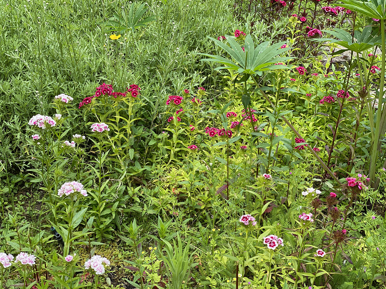 dianthus in different colors