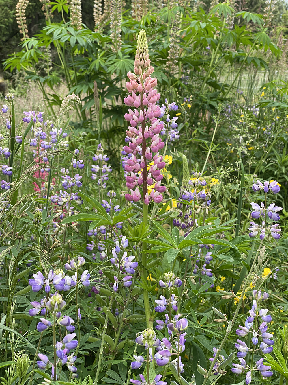 I like this pink lupine so much, here it is again.