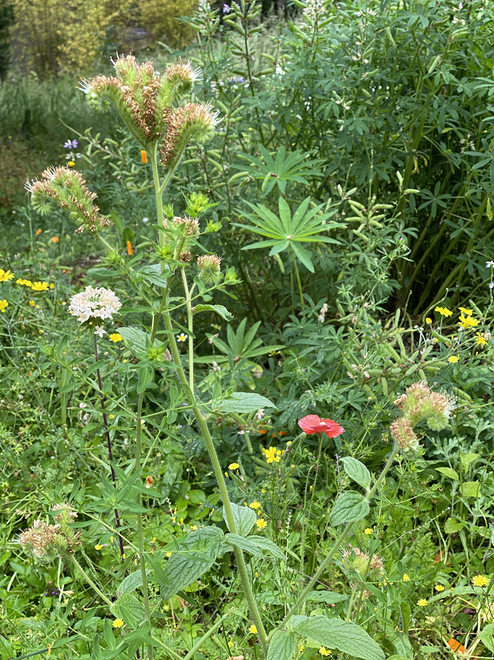 This strange plant is called bees' friend, and they do love it.