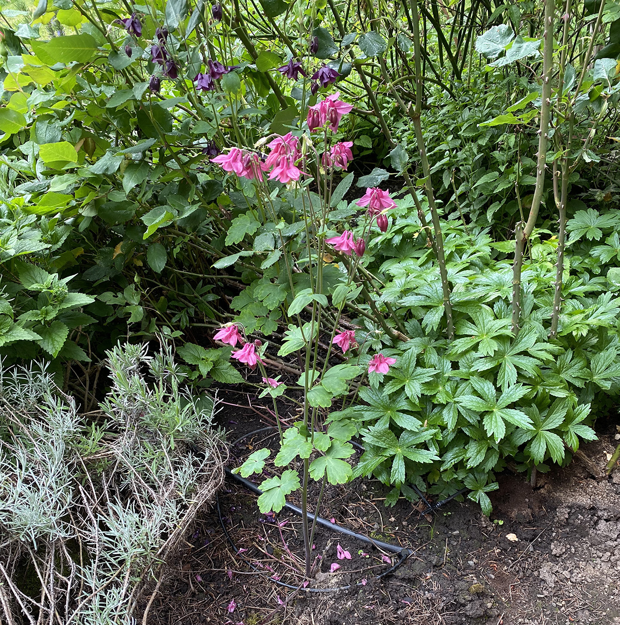 Columbines volunteer in the flowerbed.