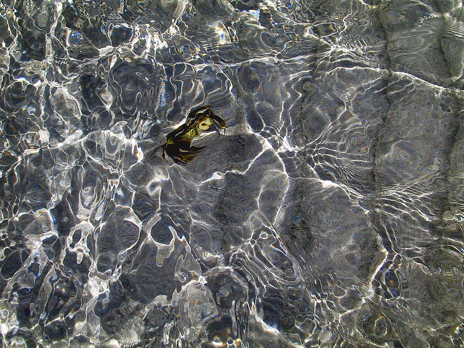 brave crab, Sardinia